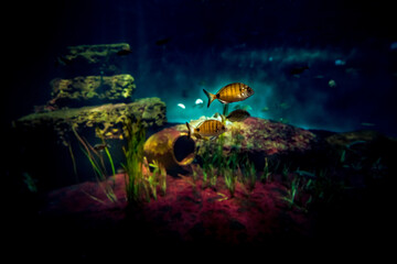 Fototapeta na wymiar poisson sur récif de corail