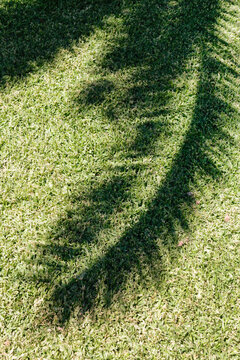 Silhouette of a plam leaf on grass