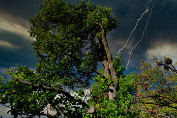 The hundred-year-old magnolia and the lightning. A little fantasy.