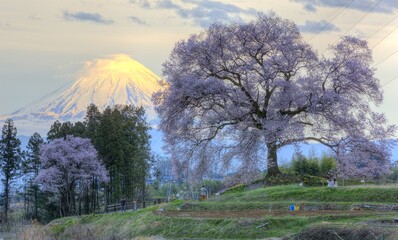 Sunset view of giant Wanitsuka Sakura (a 300 year old cherry tree) on the hillside with snow-capped...