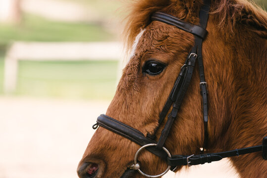 horse head