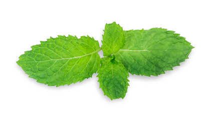 Clipping path. Mint leaves isolated on white background.