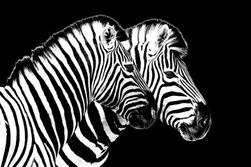 Fototapeta na wymiar Zebras on black background isolated close up side view, two zebra head portrait in profile, black and white art photography, striped animal pattern design, african wildlife nature monochrome wallpaper