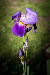 Detail of purple blooming iris