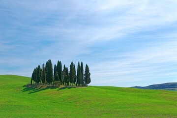 Fototapeta premium Isolated cypress trees standing on the rolling hills of green grassy fields under blue sunny sky in Val d'Orcia near San Quirico, Siena, Italy ~ Typical spring scenery of idyllic Tuscany countryside