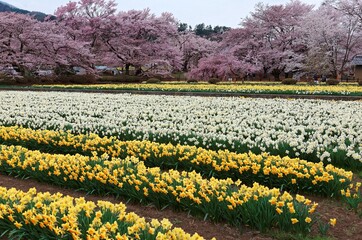 Obraz premium A colorful Daffodil field in the garden of Jissouji Temple with beautiful Sakura ( cherry blossom ) trees in background in Hokuto, Yamanashi, Japan ~ Idyllic scenery of Japanese countryside in spring