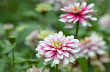 Zinnia