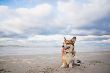 Happy welsh corgi pembroke dog on a beach,, sunny day