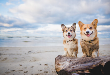 two Happy welsh corgi pembroke dogs on a beach