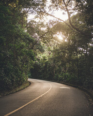 Obraz premium road in the forest