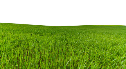 green field isolated on a white background