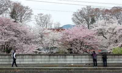Tourists leaning on the wall to admire the beautiful cherry blossoms ( sakura ) in the garden of a temple ~ Scenery of Japanese countryside in Hokuto, Yamanashi, Japan in springtime 