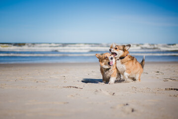 Two welsh corgi pembroke dogs playing at a beach, lovely summer weather 