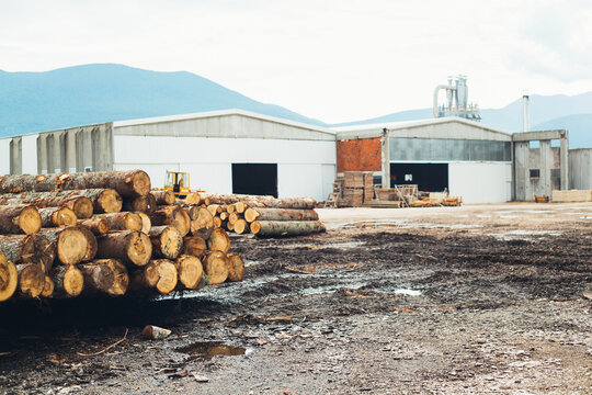 Trees cut