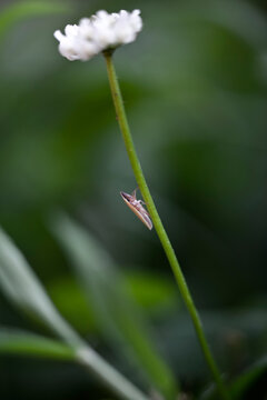 Tiny Leafhopper Insect on a Clover Flower