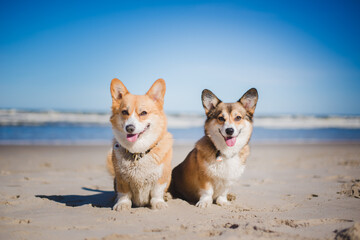 two Happy welsh corgi pembroke dogs on a beach