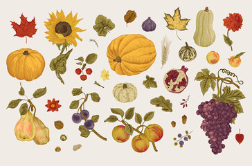 Happy Autumn. Harvest. Autumn botanical set. Vector vintage illustration. Colorful
