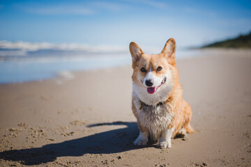 Happy welsh corgi pembroke dog on a beach,, sunny day