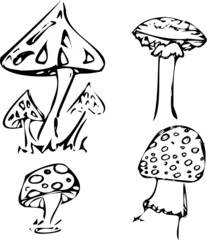 illustration of mushrooms