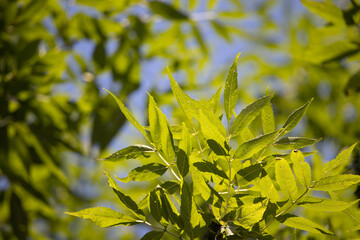 Beautiful green leaves of Ash tree
