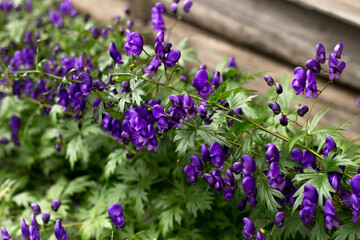 Obraz premium Purple Aconite Flowers 