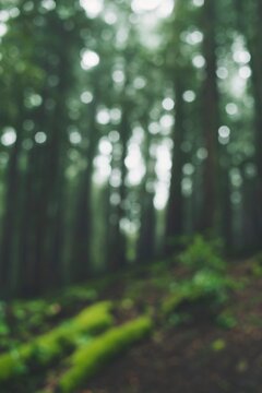A lush forest scene that is deliberately out of focus.
