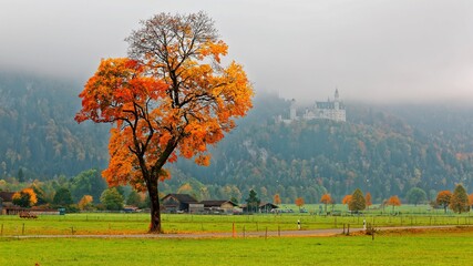 Autumn scenery of Bavarian countryside in Schwangau with a solitary tree in the green grassy field...