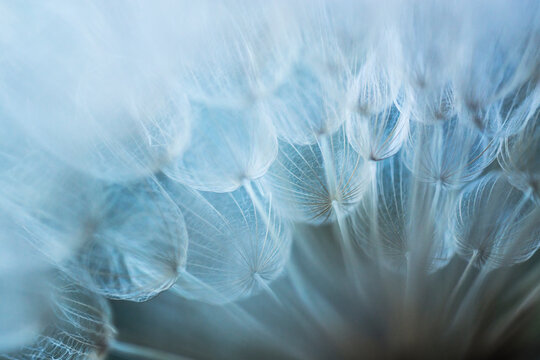Closeup of dandelion fluffs from below