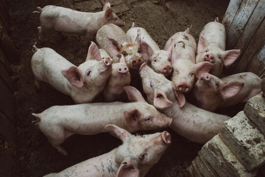 Funny and Curious Pigs at Small Domestic Farm