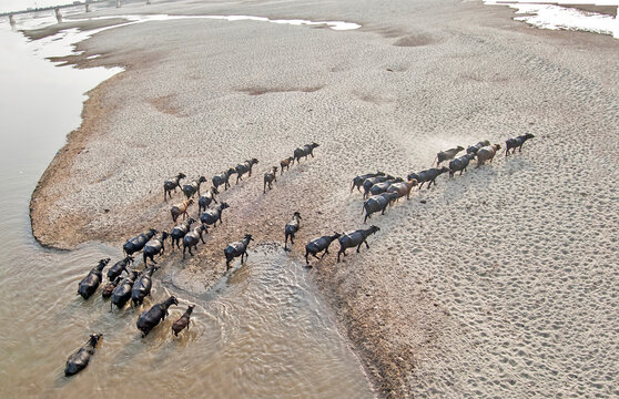 Buffaloes !