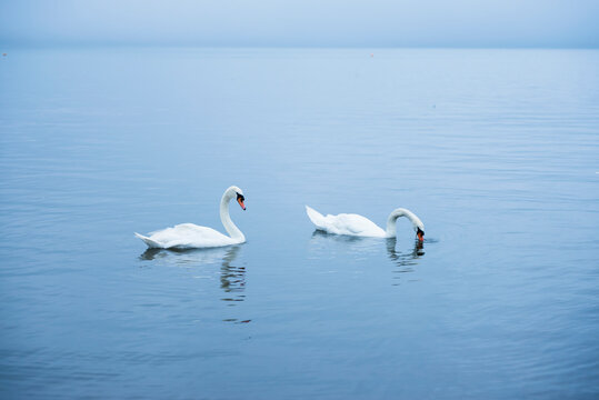 Two elegant swans simming in the lake.