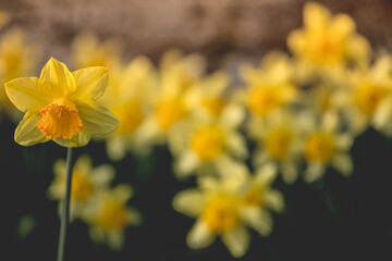 Early spring Daffodils ( Narcissus ) in the grounds of Waterperry Gardens