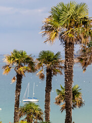 Sea landscape in Brittany with palm trees