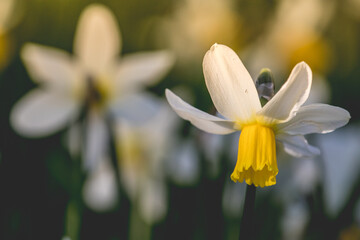 Early spring Daffodils ( Narcissus ) in the grounds of Waterperry Gardens