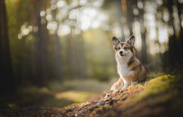 Sable welsh corgi pembroke dog portait in a forest