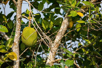 Jack Fruit on a tree