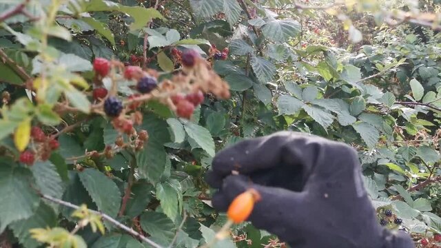 Mujer recolecta moras del bosque en temporada de oto&ntilde;o