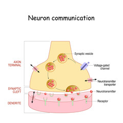 Obraz premium Chemical synapse structure. Neuron communication.