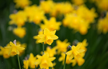 Early spring Daffodils ( Narcissus ) in the grounds of Waterperry Gardens
