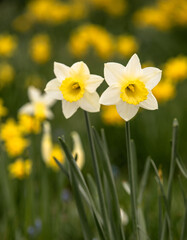 Early spring Daffodils ( Narcissus ) in the grounds of Waterperry Gardens