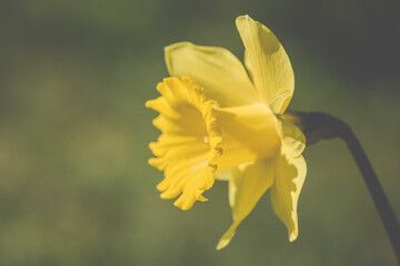 Early spring Daffodils ( Narcissus ) in the grounds of Waterperry Gardens