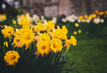 Obraz premium Spring daffodils in the churchyard of Woodeaton parish church, Oxfordshire.