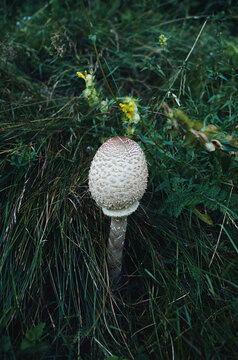 Parasol mushroom