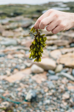 seaweed dangling from a man's hand