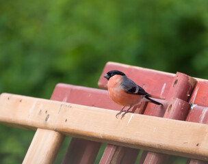 Close up male The Eurasian bullfinch, common bullfinch or bullfinch, Pyrrhula pyrrhula sits on the...