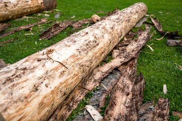Fototapeta premium Bark beetle infested wood trunk is removed from bark