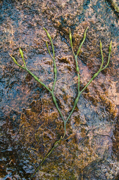 rockweed on pink granite (stone)
