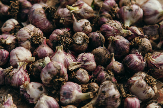 Closeup of garlic heap as background.