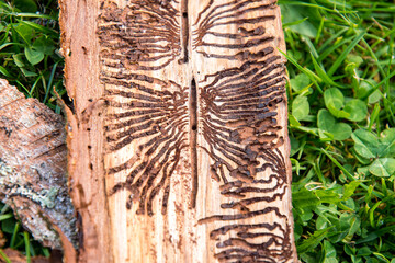 Bark beetle infested wood trunk is removed from bark
