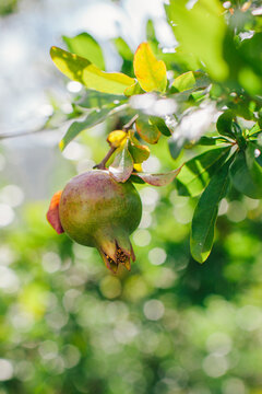 Pomegranates